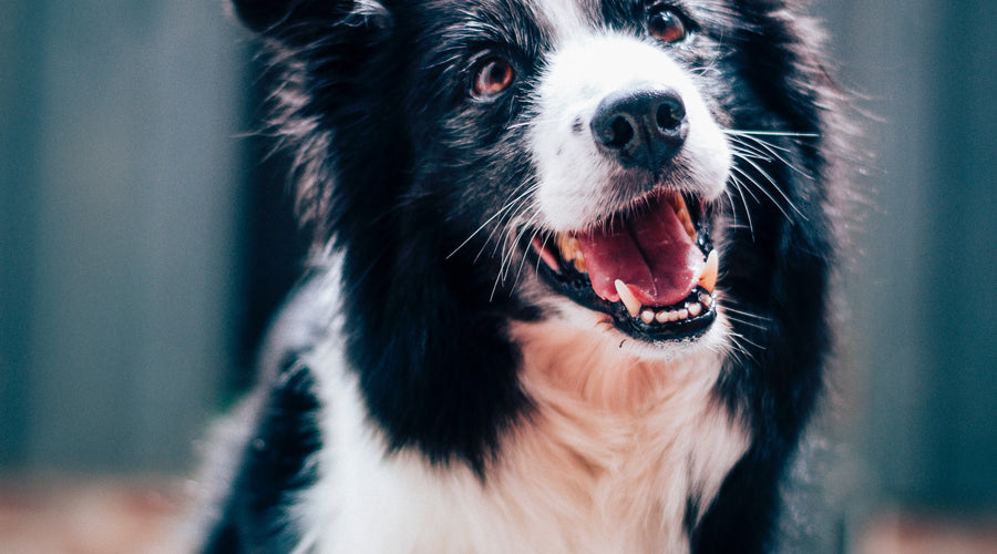 Unexpected food that are poisonous to dogs