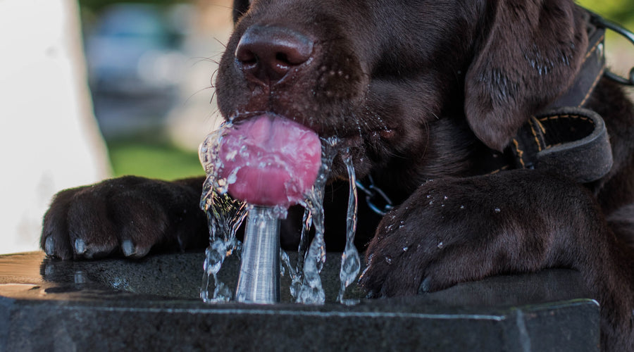 Water and Dogs (3)