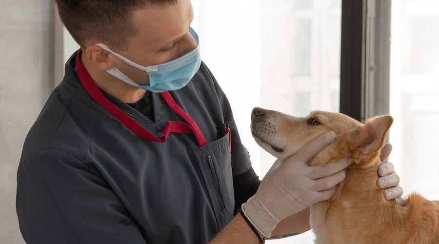 Heartworm Disease in Dogs (2)