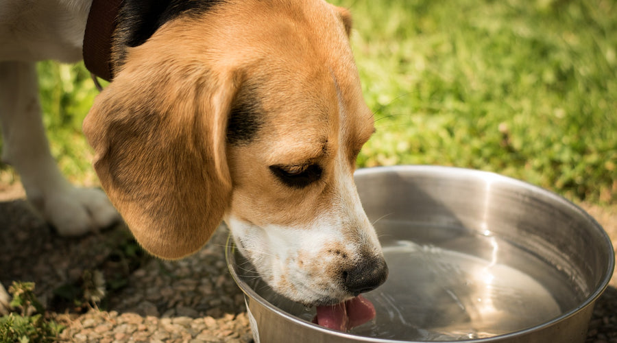 Water and Dogs (1)