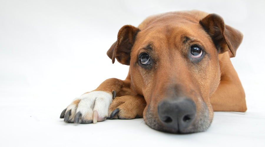 How to tell if your dog has heat stroke: Symptoms, treatment and prevention (2)