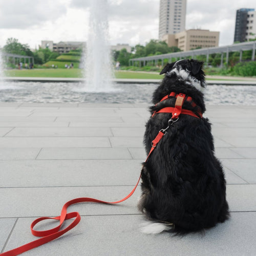 Understanding Different Types of Dog Leashes: A Comprehensive Guide