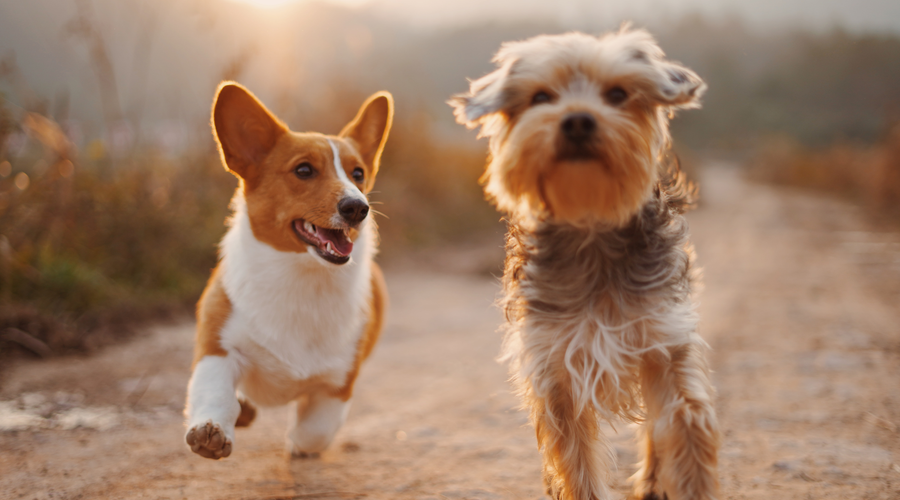 Common Misconception about Calculating Pet’s Age
