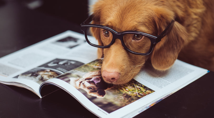 6 Ways Your Dog Asks For Help
