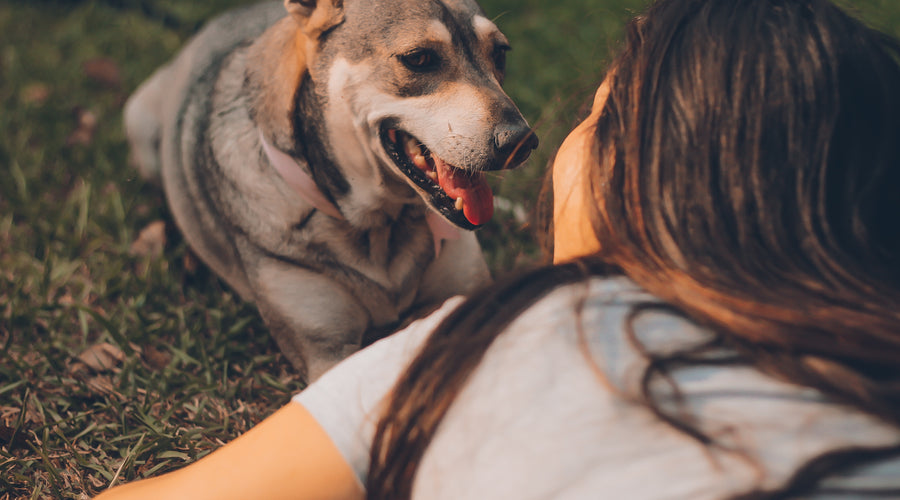 Why my dog avoids eye contact?