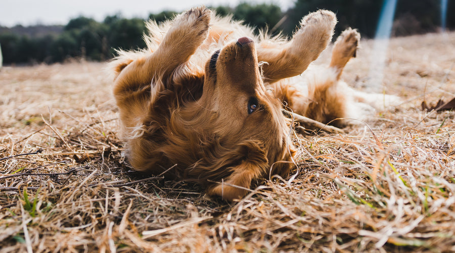 Does a dog showing its belly mean obedience?