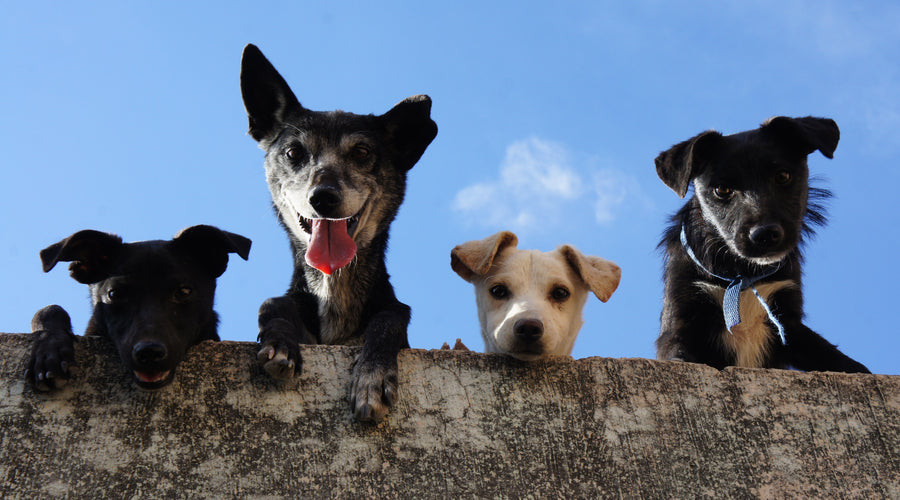 How to tell if your dog has heat stroke: Symptoms, treatment and prevention (1)