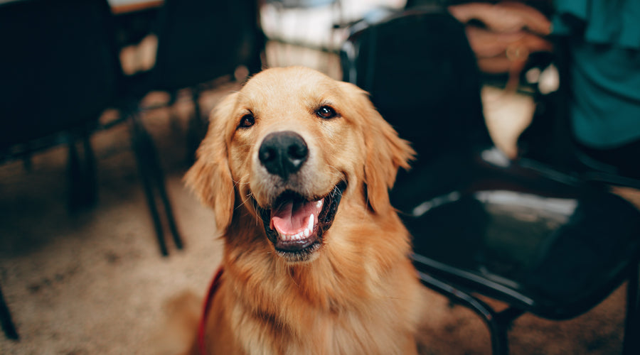 Regurgitation in Dogs