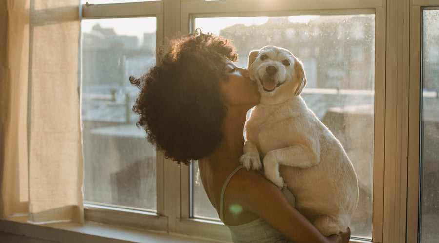 Heartworm Disease in Dogs (1)