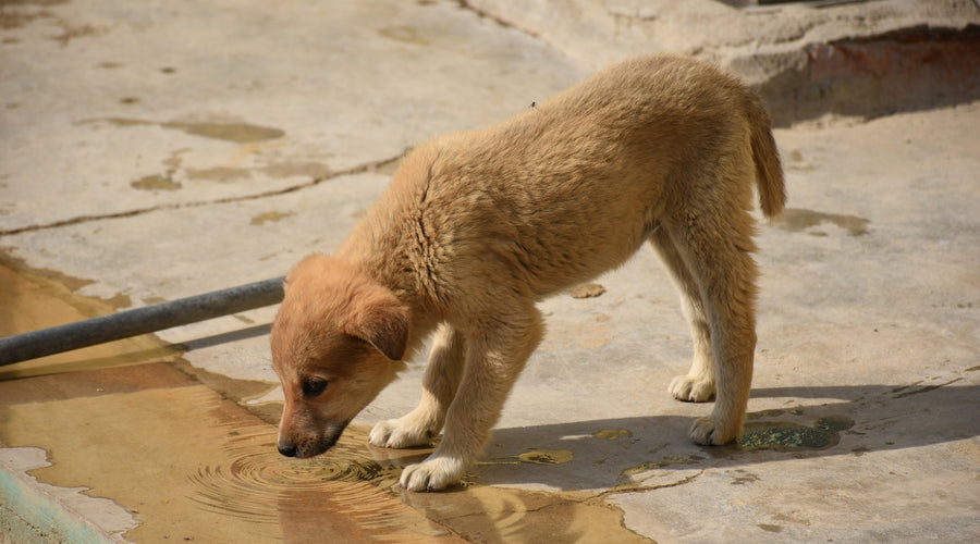 Water and Dogs (2)