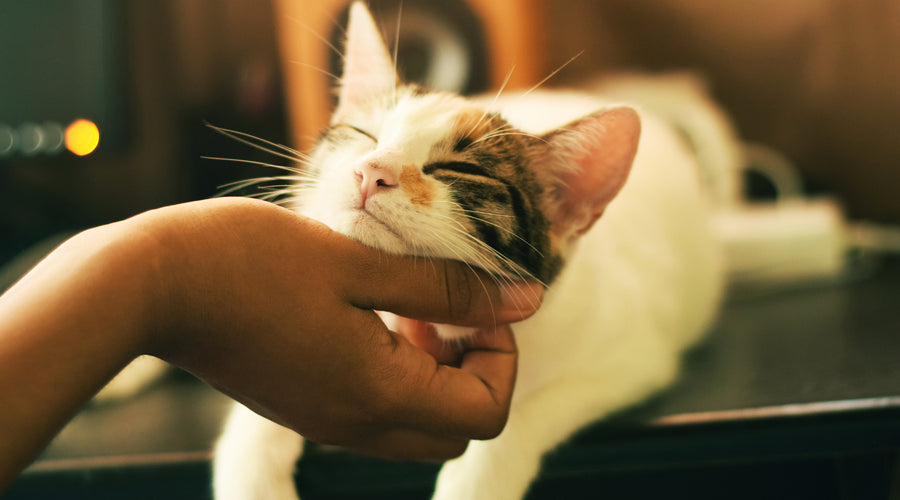 Is it okay for cats to fall from high places?