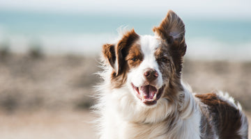 How to tell if your dog has heat stroke: Symptoms, treatment and prevention