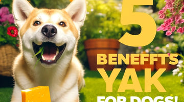 5 Benefits of Yak Cheese for Dogs