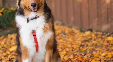 Choosing the Perfect Dog Harness for Every Breed and Size