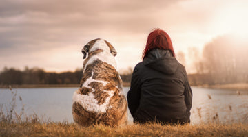 4 Simple Ways to Know if Your Dog is Bonded to You