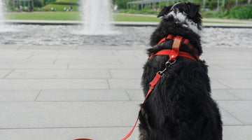Understanding Different Types of Dog Leashes: A Comprehensive Guide