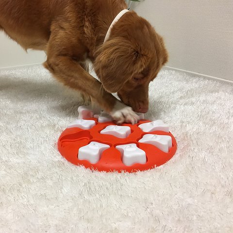 Interactive Dog Puzzle Toy Level 1 Mentally Stimulating Dog Smart Orange  Treat